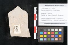 Foto (Objekt + Etikett) von Hypnum sagorianum Ettingshausen (NHMW-GEO-2024-0188-6729)